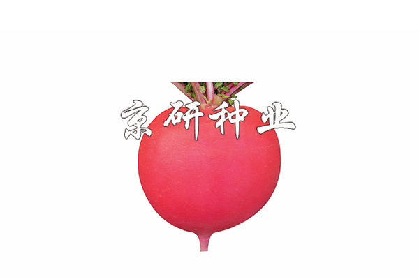 京紅4號(hào)