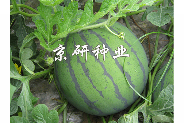 華欣2號