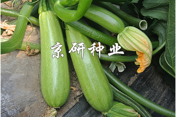 京葫11號(hào)