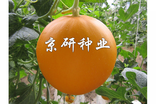 伊麗莎白2號(hào)