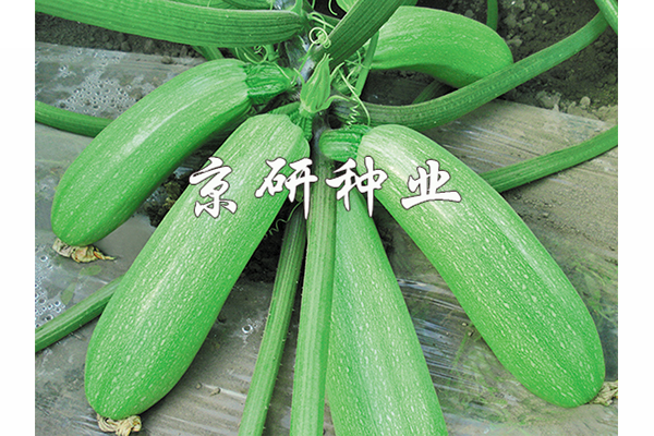 翠葫22號(hào)