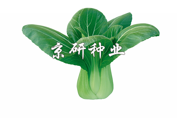 春油2號(hào)