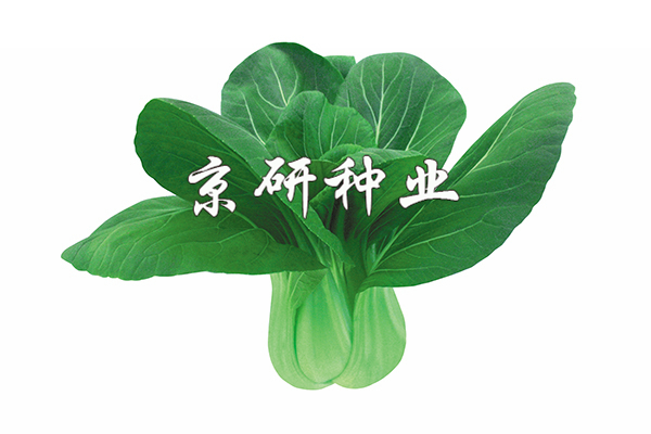 春油6號(hào)