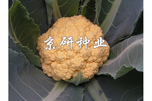 橙花2號(hào)