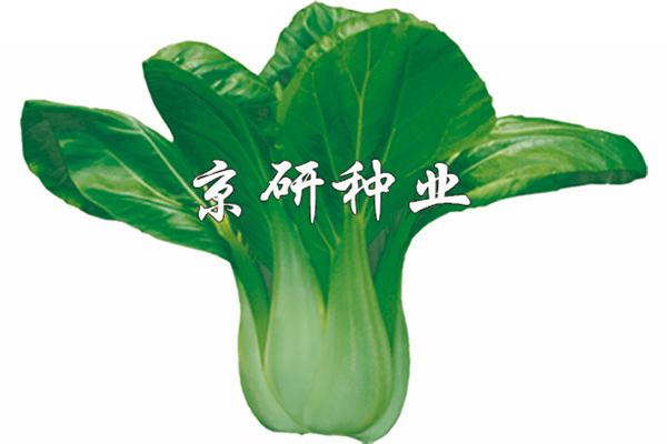 京綠7號(hào)