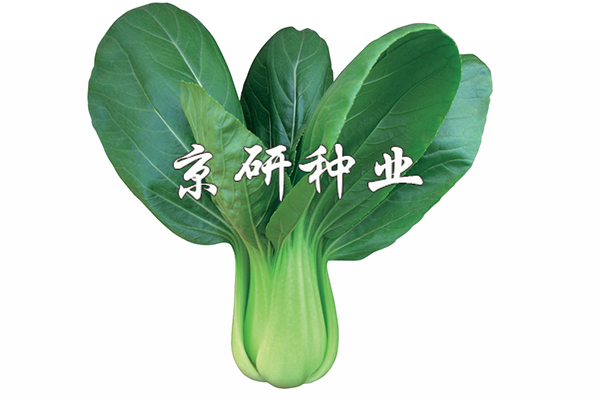 春油4號(hào)