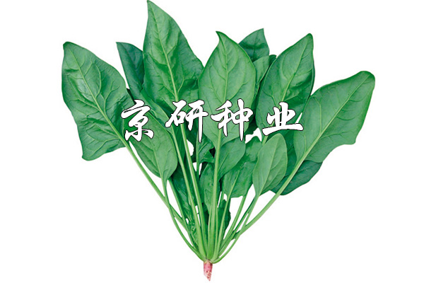 京菠3號(hào)