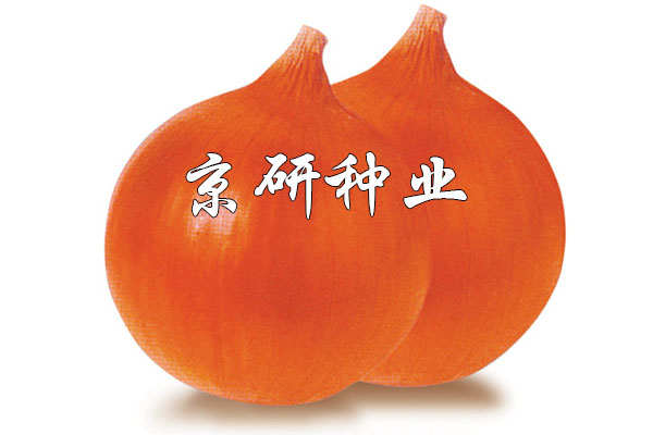 長(zhǎng)日金球