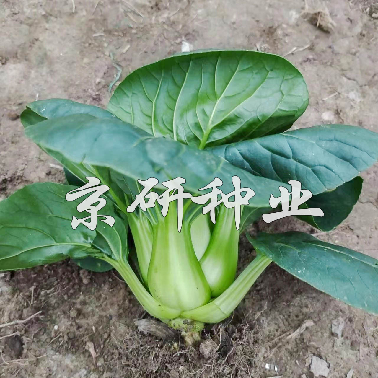 京蘇青1號(hào)